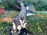 Umgestürzter Baum Bild: Umgestürzter Baum