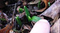 Zu-Früh-Blüher Bild: Zu-Früh-Blüher