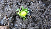 Zu-Früh-Blüher Bild: Zu-Früh-Blüher