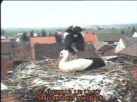 Bild: Neues aus dem Storchennest