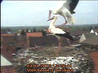 Bild: Neues aus dem Storchennest