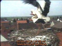 Bild: Neues aus dem Storchennest