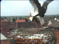 Bild: Neues aus dem Storchennest