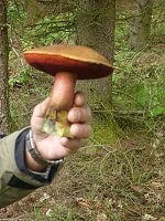 Bild: Immer an der Selke entlang