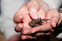 Bild: Fledermausnacht in Bleicherode