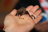 Bild: Fledermausnacht in Bleicherode