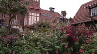 Bild: Fuchsien in der Traditionsbrennerei