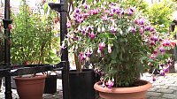 Bild: Fuchsien in der Traditionsbrennerei