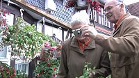 Bild: Fuchsien in der Traditionsbrennerei