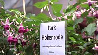 Bild: Fuchsien in der Traditionsbrennerei