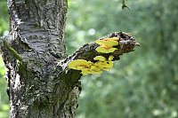 Bild: Sonntags im Park