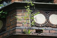 Bild: Unterwegs: Flora am Bau
