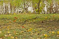 Herbst Bild: Herbst