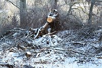 Bild: Kahlschlag im Gehege?