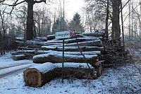 Bild: Kahlschlag im Gehege?