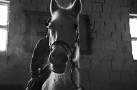 Reiten als Therapie Bild: Reiten als Therapie