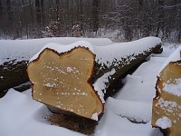 Bild: Im wahrsten Sinne des Wortes: Eine Wertholzeiche aus der Tiefenbach bei Werther.