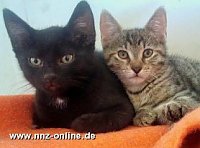 Suchen neues Zuhause Bild: Suchen neues Zuhause