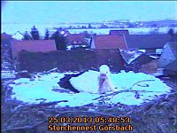 Zu kalt im Storchennest Bild: Zu kalt im Storchennest