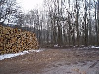 Am Ausgang des Gumpetales, neben dem Fußballplatz stockt der Laubholzbestand Nonnenteich Bild: Am Ausgang des Gumpetales, neben dem Fußballplatz stockt der Laubholzbestand Nonnenteich