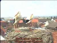 Neues aus dem Storchennest Bild: Neues aus dem Storchennest