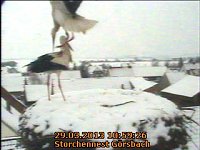 Neues aus dem Storchennest Bild: Neues aus dem Storchennest