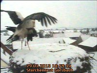 Neues aus dem Storchennest Bild: Neues aus dem Storchennest