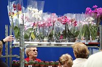 Bild: Zwischen Blumen und Fisch