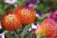 Bild: Zwischen Blumen und Fisch
