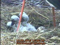 Bild: Neues aus dem Storchennest