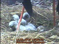 Bild: Neues aus dem Storchennest