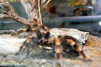 Bild: Nordh&auml;user Zoo
