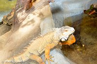 Bild: Nordh&auml;user Zoo