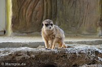 Bild: Nordh&auml;user Zoo