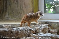 Bild: Nordh&auml;user Zoo