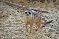 Bild: Nordh&auml;user Zoo