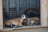 Bild: Nordh&auml;user Zoo