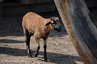 Bild: Nordh&auml;user Zoo