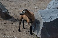 Bild: Nordh&auml;user Zoo