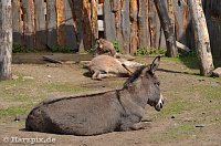 Bild: Nordh&auml;user Zoo