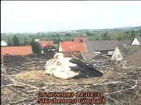 Bild: Trauriges aus dem Storchennest