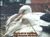 Bild: Trauriges aus dem Storchennest