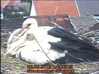 Bild: Trauriges aus dem Storchennest
