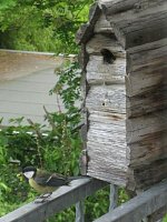Meisennachwuchs Bild: Meisennachwuchs