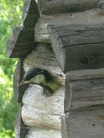 Meisennachwuchs Bild: Meisennachwuchs