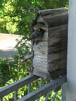 Meisennachwuchs Bild: Meisennachwuchs