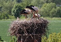 Bild: Nachwuchs im nest