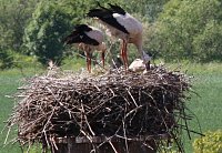 Bild: Nachwuchs im nest