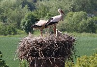 Bild: Nachwuchs im nest