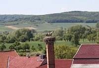 Bild: Nachwuchs im nest